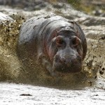 Hippo-Image-National-Geographic-150x150.jpeg